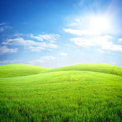 Image showing Field of fresh grass