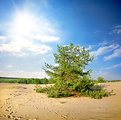 Image showing Pine tree in the desert