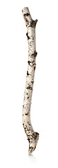 Image showing Birch branch