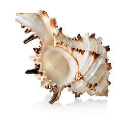 Image showing Big seashell isolated