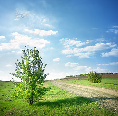 Image showing Tree near a country road