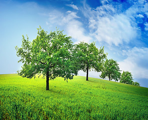Image showing Trees in field