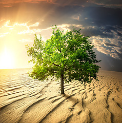 Image showing Green tree in the desert