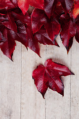 Image showing red autumn leaves 