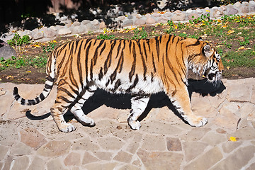 Image showing Tiger