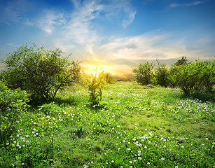 Image showing Sunny meadow with flowers