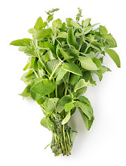 Image showing Bunch of mint