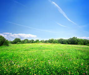 Image showing Bright meadow flowers