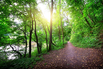 Image showing Road in a forest near the river