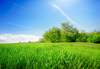 Image showing Grass in field