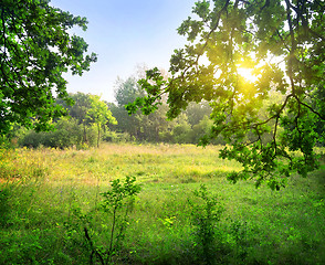 Image showing Clearing in the forest