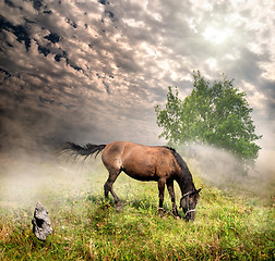 Image showing Horse in a meadow