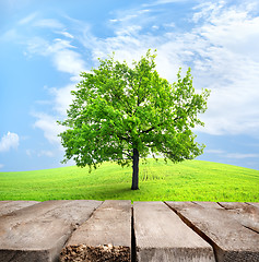 Image showing Table and green tree