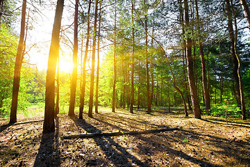 Image showing Dawn in a pine forest