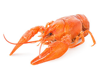 Image showing Red lobster