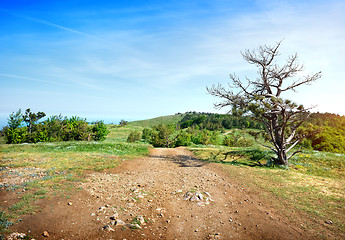 Image showing Sandy road in a field