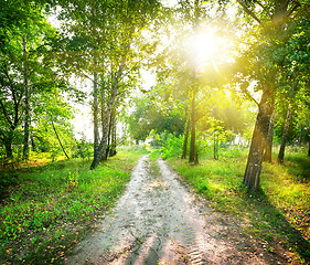 Image showing Road in a birch forest