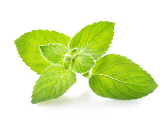 Image showing Sprig of mint