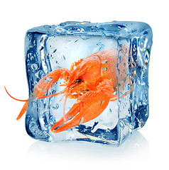 Image showing Crawfish in ice cube