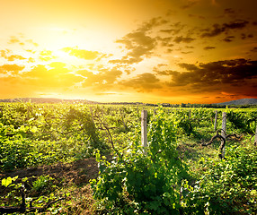 Image showing Crimean vineyard