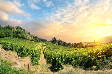 Image showing Vineyard on sunset