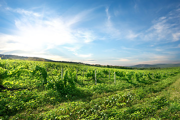 Image showing Vineyard in mountains