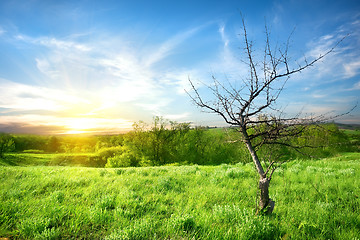 Image showing Dry tree  on a meadow