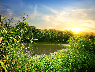 Image showing Reeds on the River