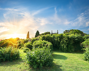 Image showing Bushes in Vorontsov garden