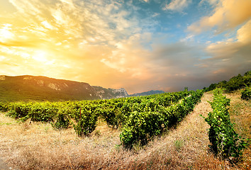 Image showing Vineyard