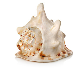 Image showing Big seashell isolated