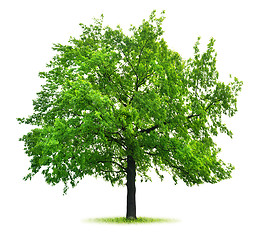 Image showing Big green oak