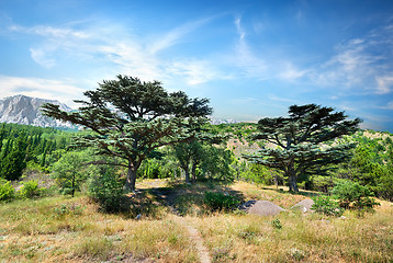 Image showing Footpath in mountain forest