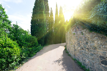 Image showing Alley in Vorontsov park