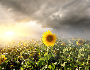 Image showing Sunflowers field
