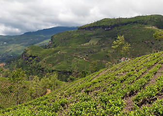 Image showing Mountainous terrain of Sri Lanka