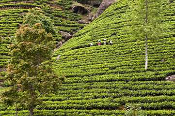 Image showing Tea plantation