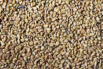 Image showing Dried fenugreek seeds