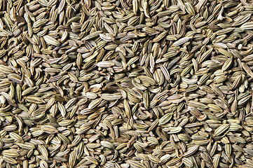 Image showing Fennel seeds