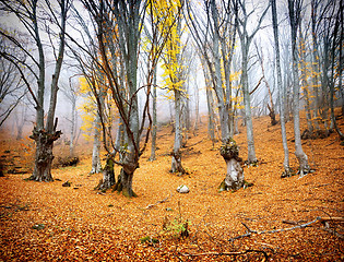 Image showing Fairy autumn forest