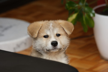 Image showing Akita inu