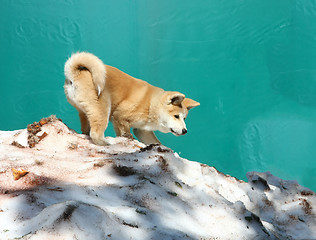 Image showing Akita inu