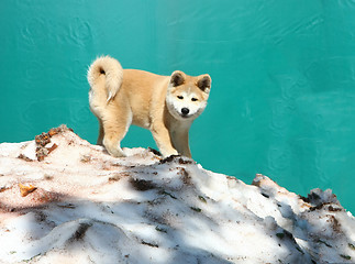 Image showing Akita inu