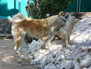 Image showing Akita inu