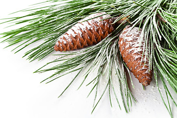 Image showing fir tree branch with pinecones 