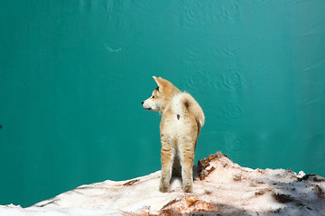 Image showing Akita inu