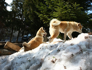 Image showing Akita inu