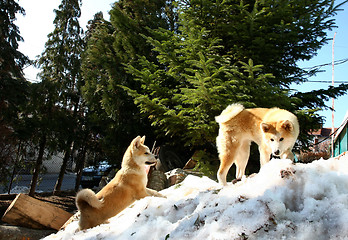 Image showing Akita inu