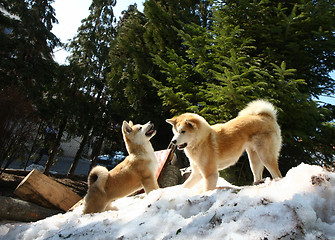 Image showing Akita inu