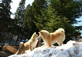 Image showing Akita inu